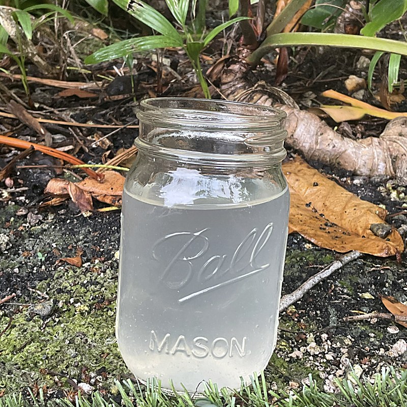 Glass jar of raw regenerative coconut water
